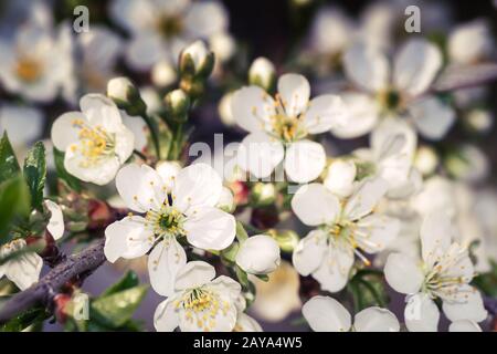 Branch cherry blossoms on the background of a green garden. Stock Photo