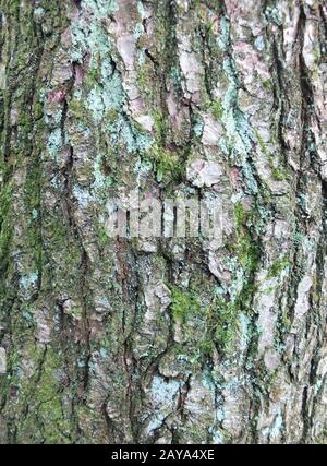 close up of rough textured beech bark with green moss an lichen growing on its cracked surface Stock Photo