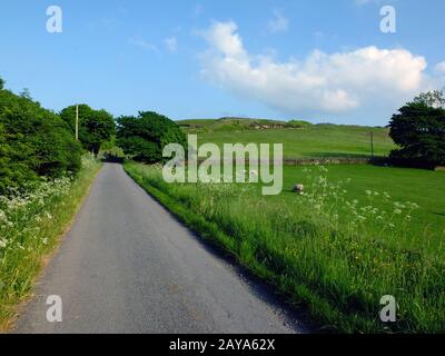 long straight empty country road with spring flowers and trees growing along the edges with sheep grazing in walled fields with Stock Photo