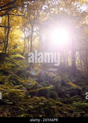 Autumn woodland sun shining though golden forest tress with lens flare and light reflecting on moss covered boulders Stock Photo