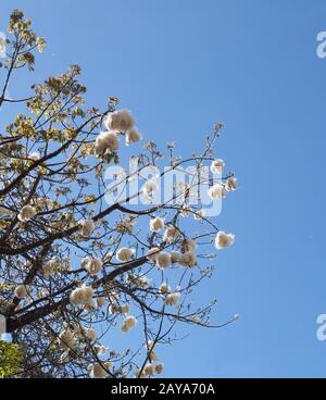 branches of the cotton tree or java kapok with fluffy white seed balls against a blue bright cloudy sky Stock Photo