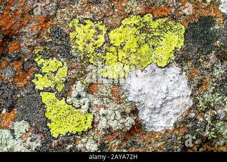 Lichen growing on a rock Stock Photo