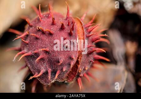 details of Autumn leaves, chestnuts, acorns, apples, autumn, late summer, India summer Stock Photo