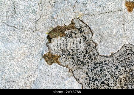 Lichen on a rock Stock Photo