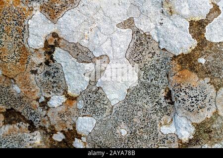 Lichen on a rock Stock Photo
