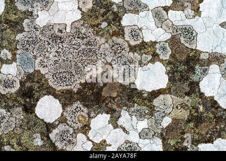 Lichen on a rock Stock Photo