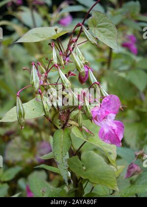 A close up of Himalayan balsam flowers and seedpods growing in wetland near a river with raindrops