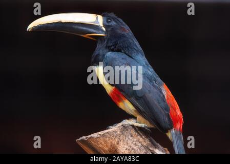 Exotic Toucan bird. Black necked Aracari, Pteroglossus Aracari perched on tree branch. Stock Photo