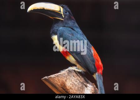 Exotic Toucan bird. Black necked Aracari, Pteroglossus Aracari perched on tree branch. Stock Photo