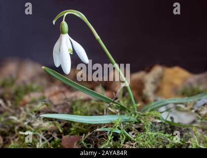 Snowdrops are the first spring flowers among the leaves. Stock Photo