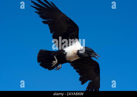 A pied crow (Corvus albus) in flight in the Sossusvlei area, Namib-Naukluft National Park in Namibia. Stock Photo