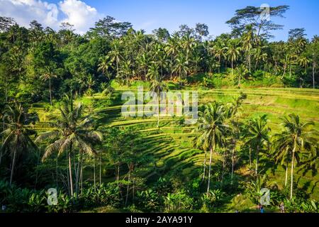 Paddy field rice terraces, ceking, Ubud, Bali, Indonesia Stock Photo