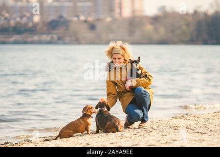 Subject lot pets, dog lover on walk. Adult, old elderly Caucasian woman with three dogs breed dachshund and hands toy terrier. o Stock Photo