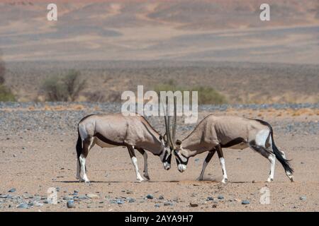 South African Oryxes Oryx Gazellaat Also Called Gemsbok Or Gemsbuck On The Way To A Water