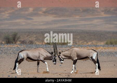 Two male South African oryxes (Oryx gazellaat), also called Gemsbok or gemsbuck, fighting in the desert landscape of Sossusvlei, Namib-Naukluft Nation Stock Photo