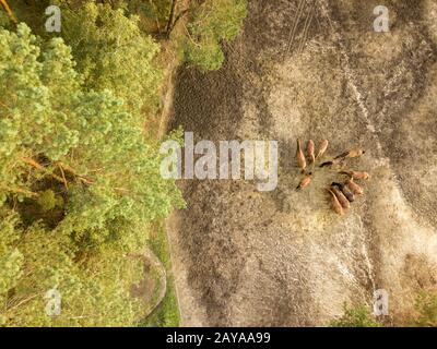 Aerial view from the drone of a small herd of horses for walking near the forest. Stock Photo