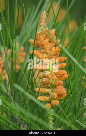 Mediterranean pine tree blossom or flowers closeup in Sochi Dendrarium Stock Photo