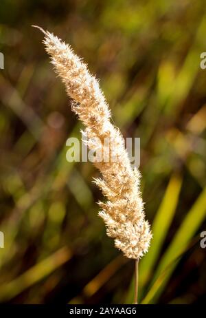 a blade of grass in the back light of the warm sun Stock Photo