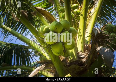 Cluster of coconut on a palm tree with blue sky Stock Photo