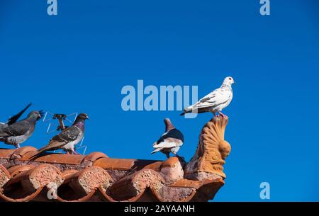 Feral pigeons (Columba livia domestica) on building tiled roof against a blue sky in Aegina, Greece Stock Photo