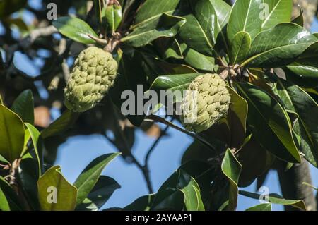 Magnolia fruit and leaves closeup on tree branch in sunny summer day Stock Photo