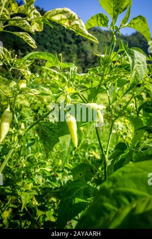 Chilli pepper plantation, Sidemen, Bali, Indonesia Stock Photo