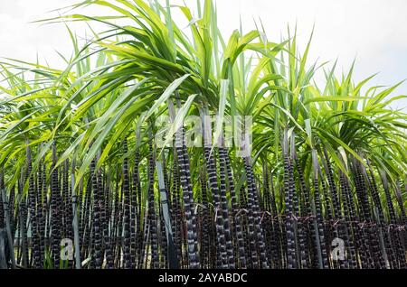 farm of sugar cane tree Stock Photo