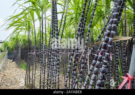 farm of sugar cane tree Stock Photo