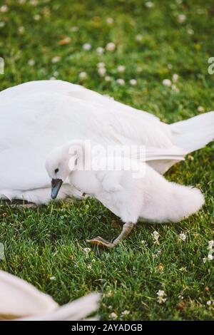 little white baby swan learns to walk on green grass Stock Photo