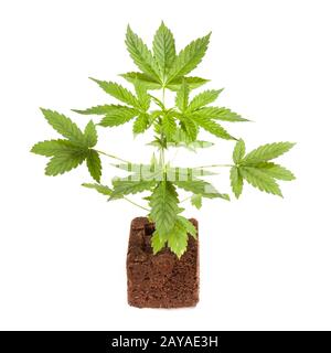 Cannabis sativa automatic autoflowering young plant isolated on white background. Medicine Stock Photo