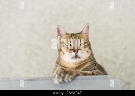 tabby cat sit Stock Photo