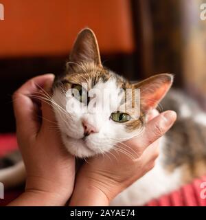 touch and stroke a cat at home Stock Photo