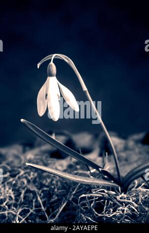 Snowdrops are the first spring flowers among the leaves. Stock Photo