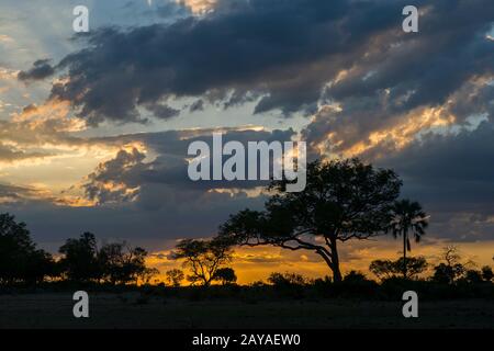 Dramatic clouds over silhouetted trees at sunset in the Jao Concession, Okavango Delta in Botswana. Stock Photo