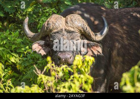 Buffalo in the forest of Aberdare Park Stock Photo