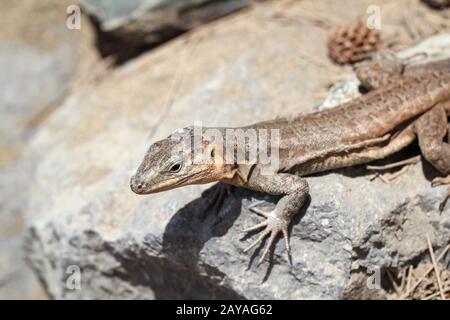 the Gran Canary Giant Lizard, Canary Lizard, Gekko Stock Photo