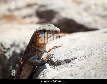 the Gran Canary Giant Lizard, Canary Lizard, Gekko Stock Photo