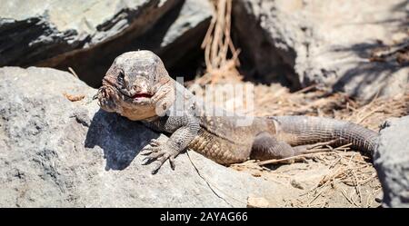 the Gran Canary Giant Lizard, Canary Lizard, Gekko Stock Photo