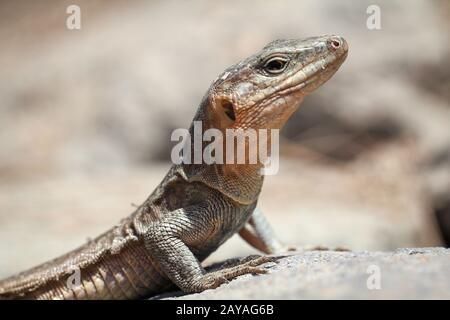 the Gran Canary Giant Lizard, Canary Lizard, Gekko Stock Photo