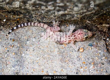 the Gran Canary Giant Lizard, Canary Lizard, Gekko Stock Photo