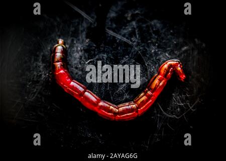 The fisherman puts jig bait, bloodworms or mosquito larvae on the hook of  the mormyshka. Bait for winter fishing. Red mosquito larvae - food for fish  Stock Photo - Alamy