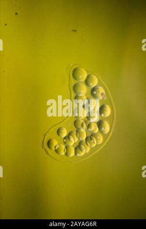 eggs of bubble snail in an aquarium Stock Photo