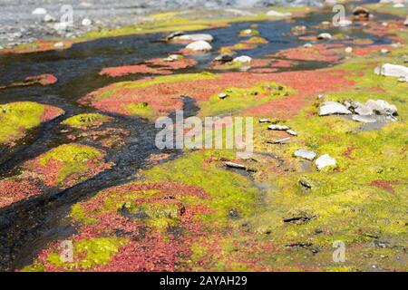 colorful red azolla Stock Photo