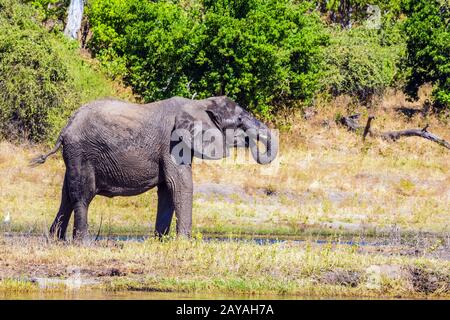 Elephants in the Okavango Delta Stock Photo