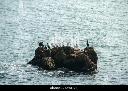 A group of great black cormorant birds resting on a rock among sea waters Stock Photo