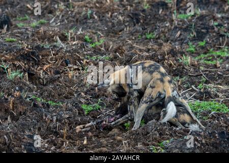 Wild Dogs Mating Stock Photo - Alamy
