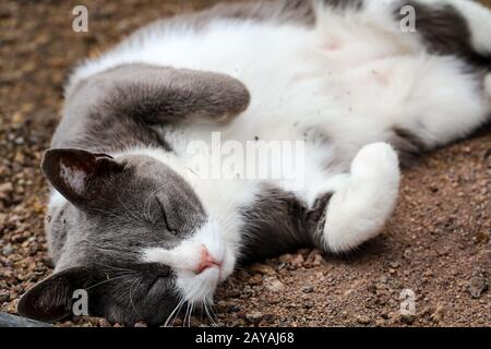 Portrait of a watchful, lazy, watching cat Stock Photo