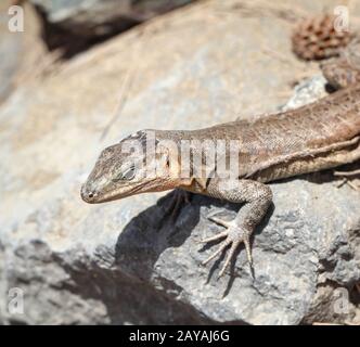 detail of a lizard in the sun on a stone Stock Photo