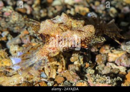 Dragon sea moth, Eurypegasus draconis, Lembeh Strait, North Sulawesi, Indonesia, Pacific Stock Photo