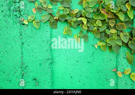 ivy leaves on green cement wall Stock Photo